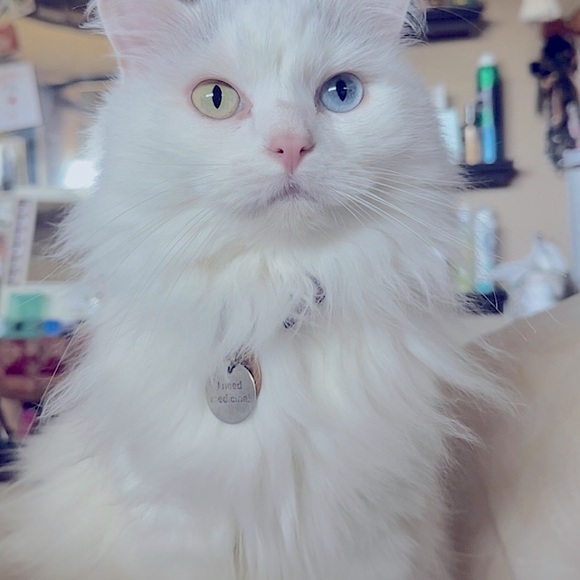 Meet your Posher, Rachael - Picture 12 of 14